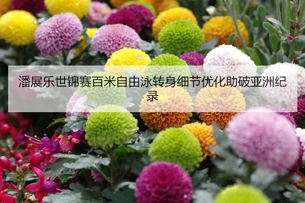 潘展乐世锦赛百米自由泳转身细节优化助破亚洲纪录