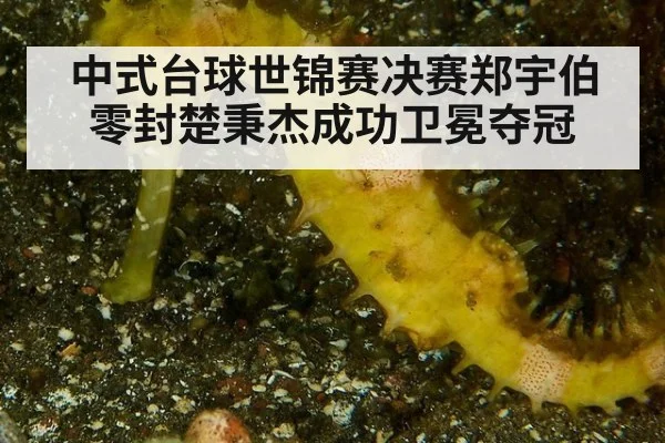 中式台球世锦赛决赛郑宇伯零封楚秉杰成功卫冕夺冠